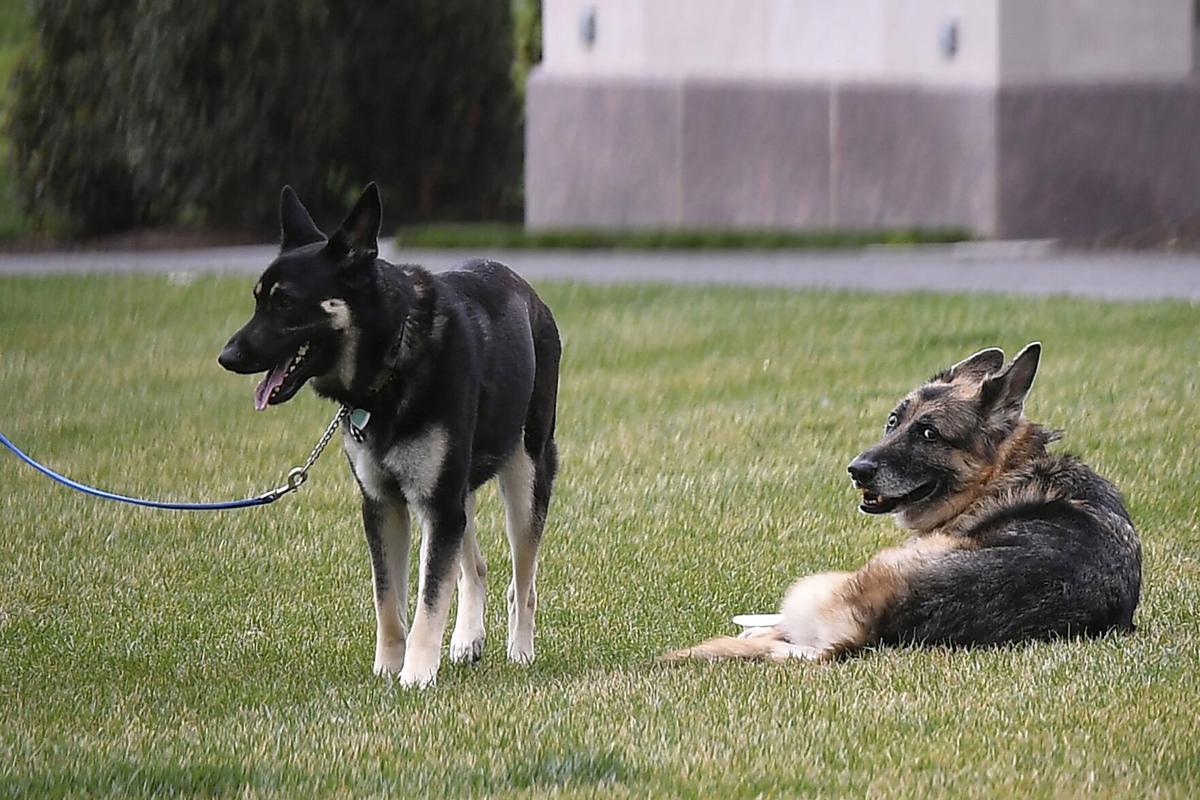 Champ and Major