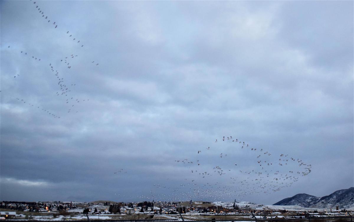 snow geese