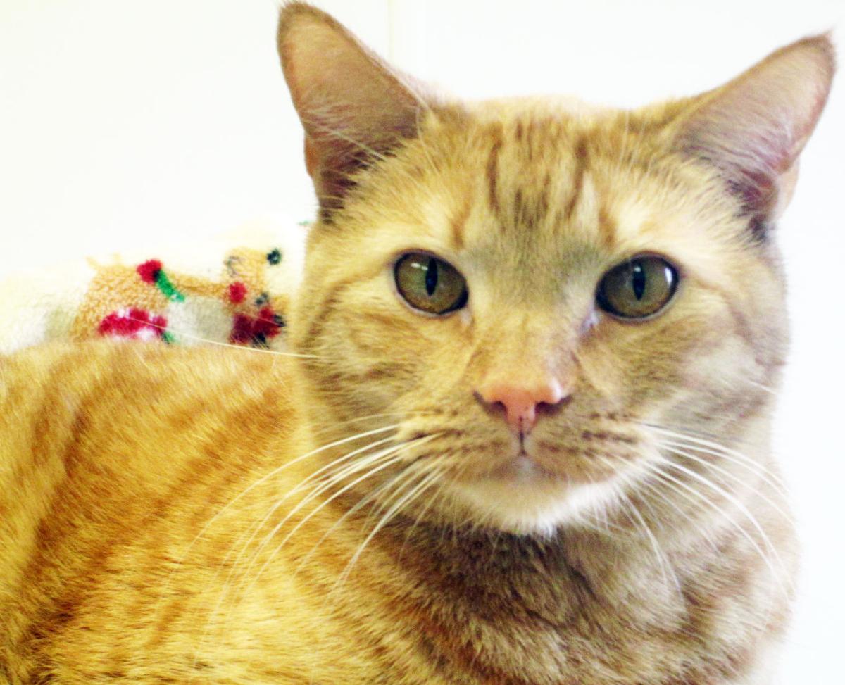 Pets of the Week Meet Ginger the cat, others Local