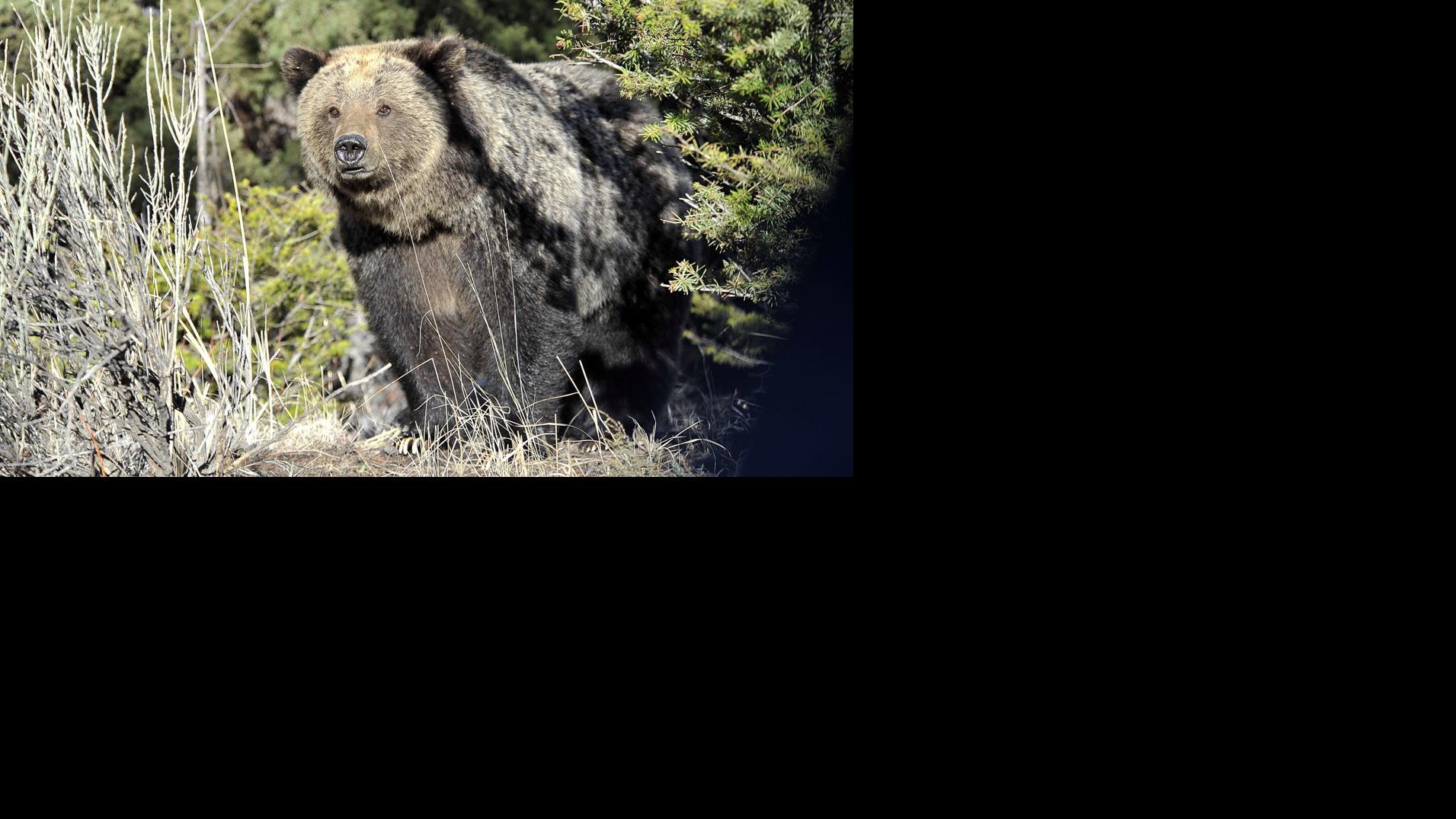 Hunter recovering after grizzly attacks in Montana mountains State