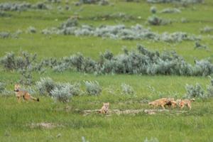 'Our people could not be prouder': Fort Belknap commemorates fox reintroduction