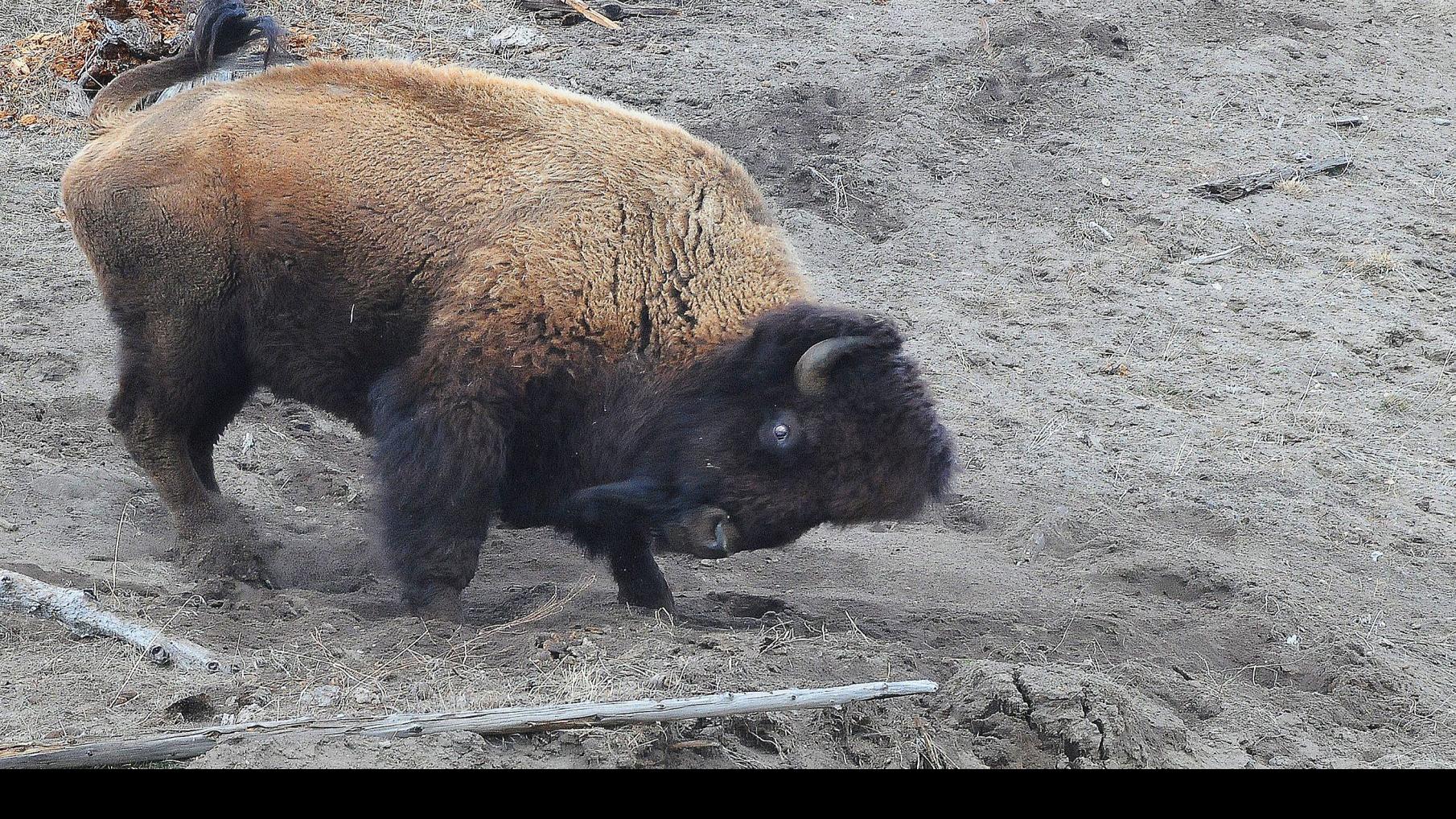 Bison In Yellowstone National Park Butts Tosses 72 Year Old Idaho Woman Outdoors Mtstandard Com