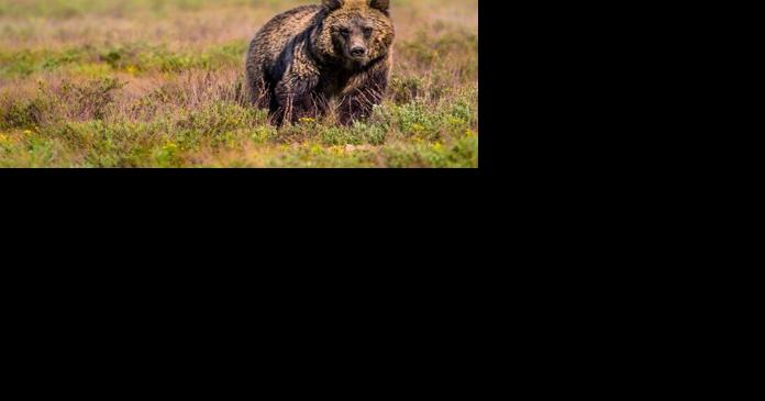 Rare grizzly bear sighting confirmed in Bears Paw Mountains - Vimarsana News