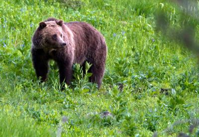 Outfitter in grizzly country advises co-existence