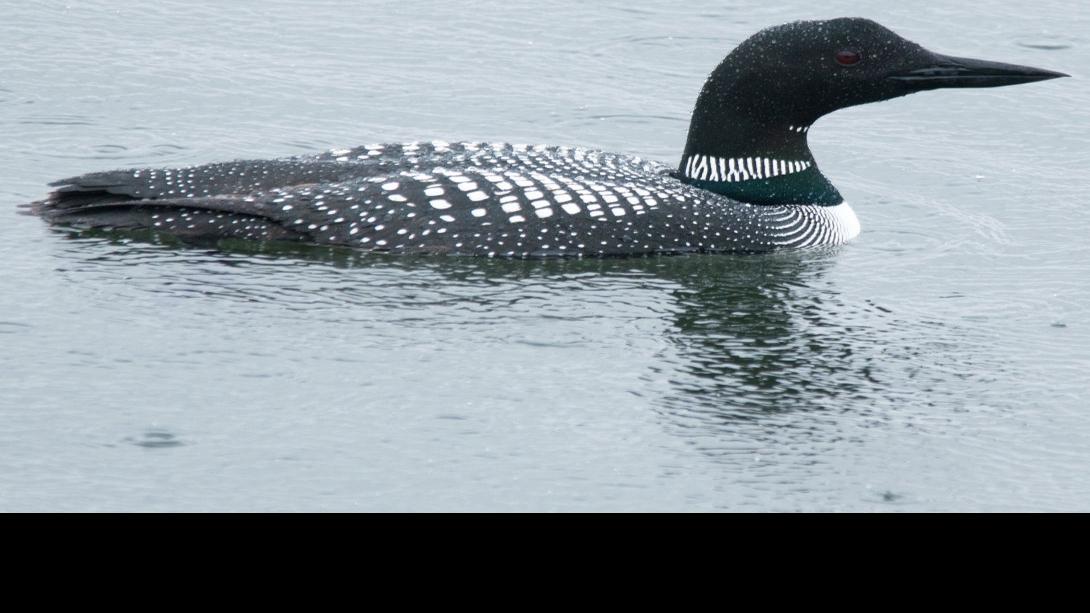 Common loon overall shot