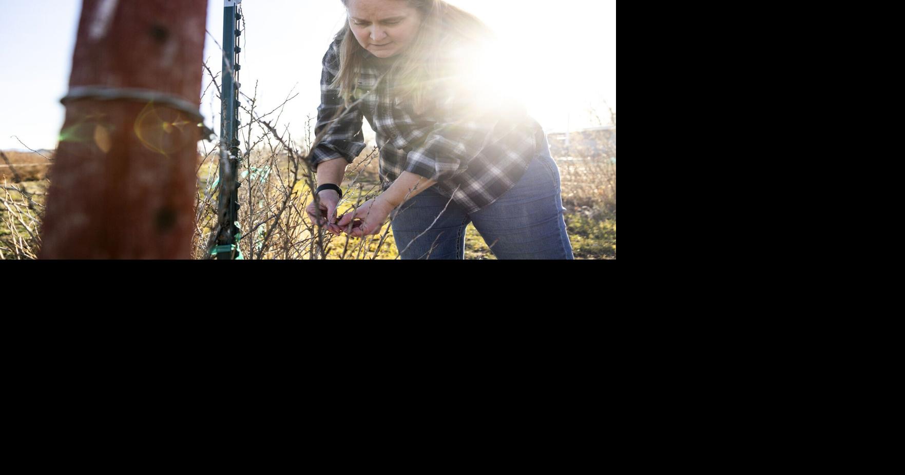 False spring: Record winter warmth jolts Montana fruit crops awake months too early