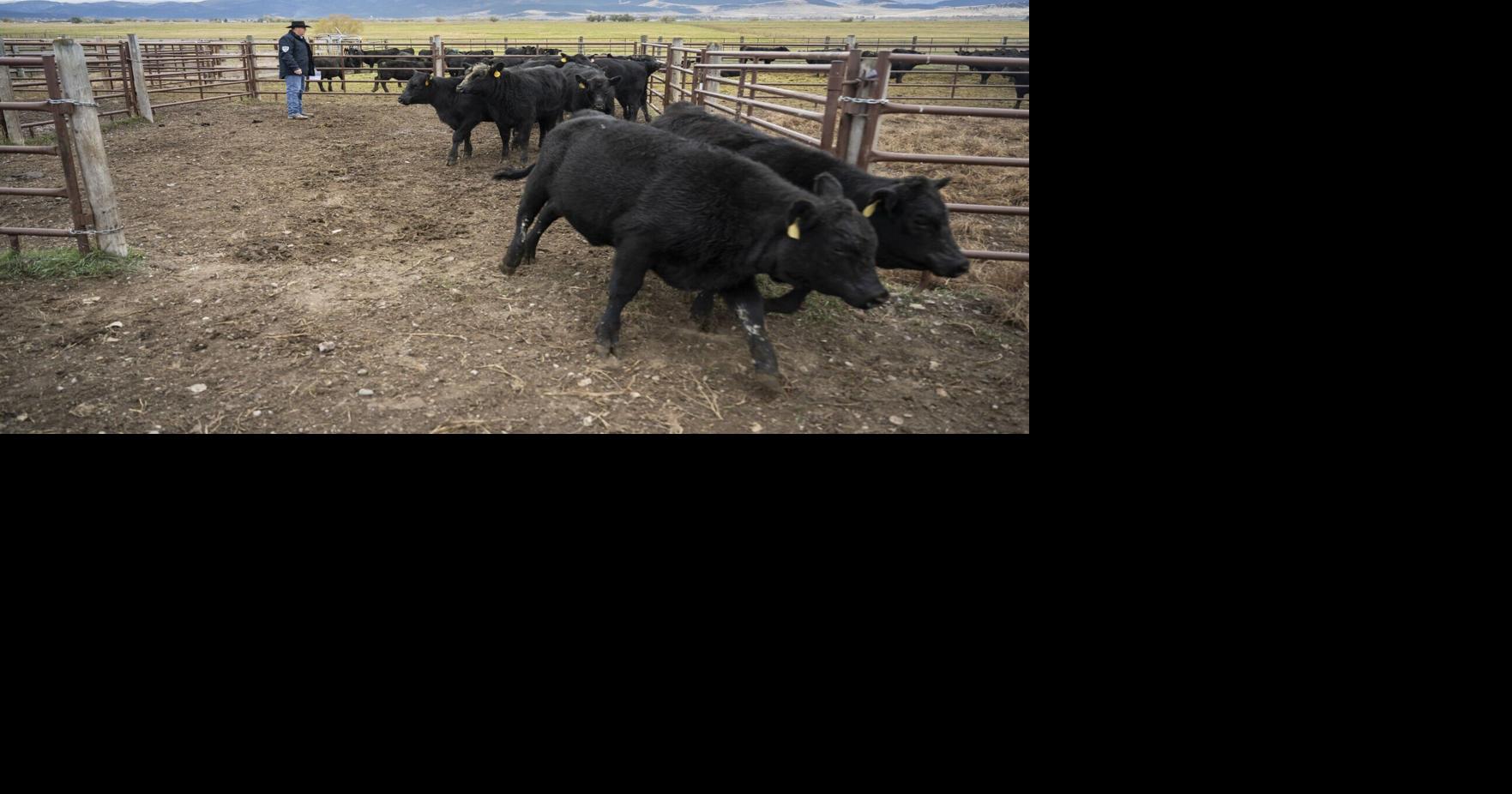 Trump's plan to increase foreign beef imports upsets Montana cattle ranchers