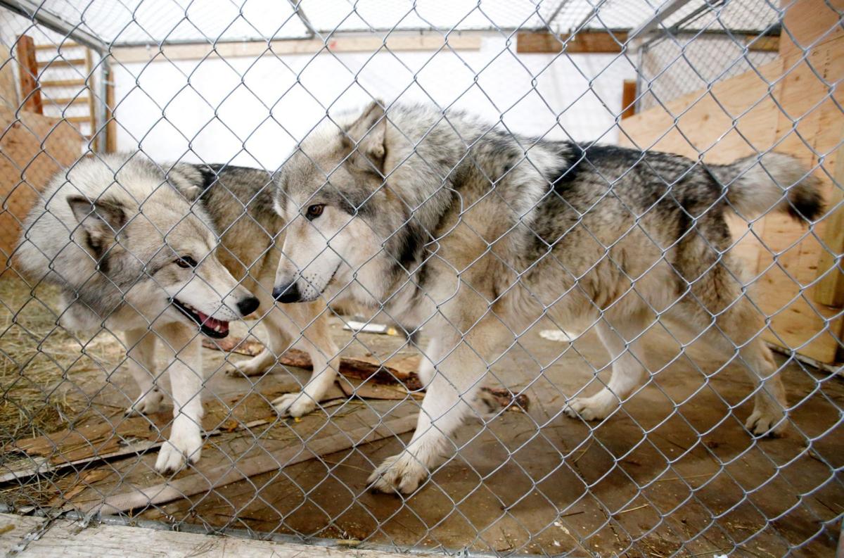 Red Lodge wolves