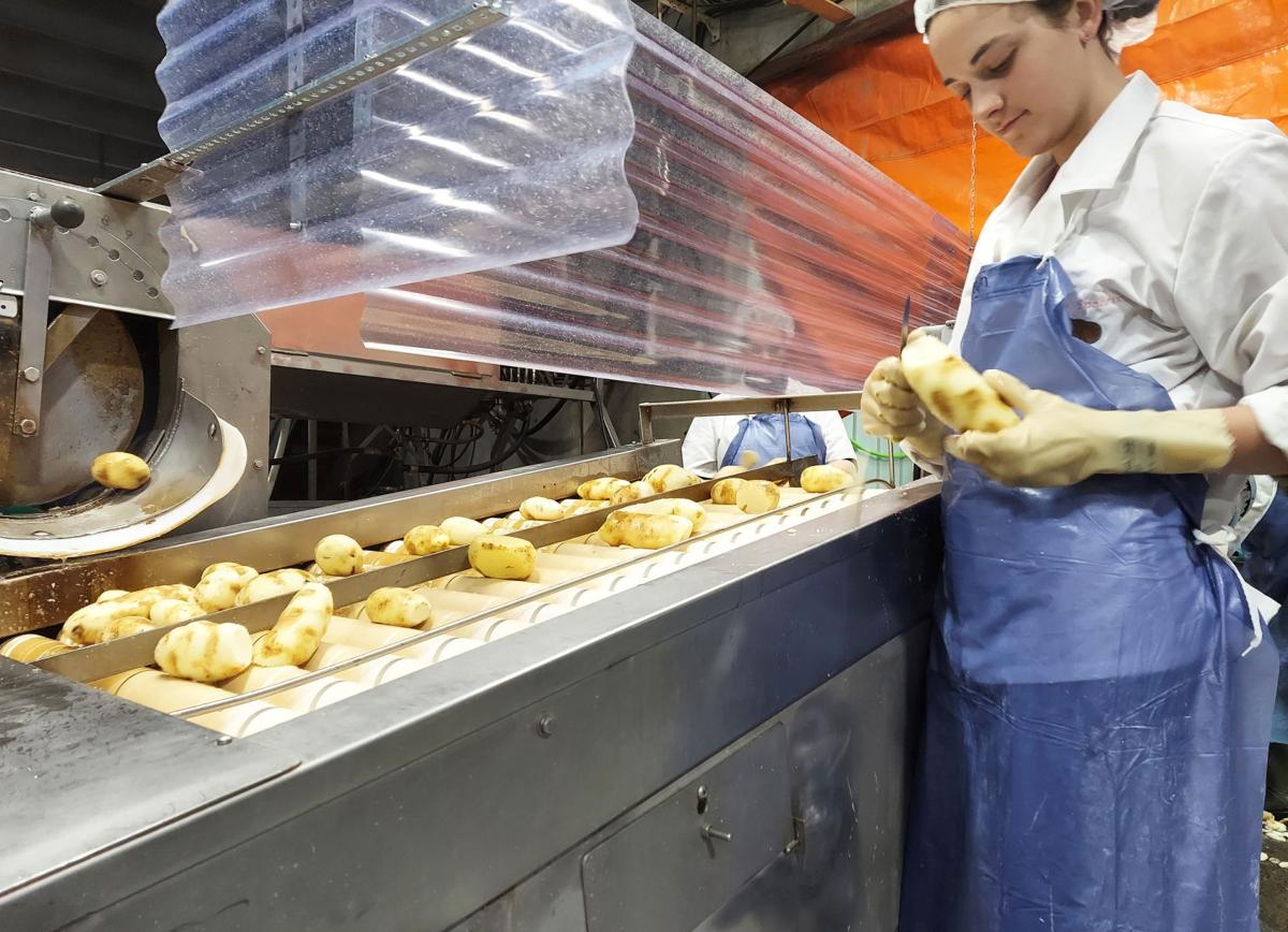 Slicing and dicing helps prepare potatoes for some food products