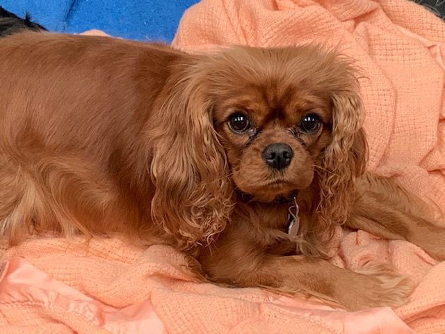 neutering cavalier king charles spaniel