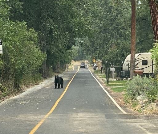 Help Keep Bears Out of the CIty