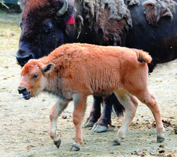 Genetically Pure — Bison Calf Has Genes From Yellowstone