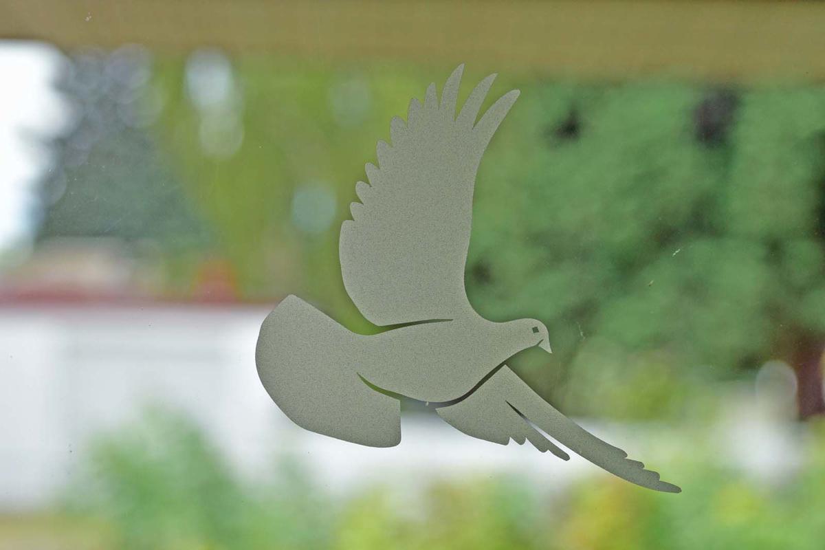 Montana Birding Window Strikes A Serious Migration Danger For