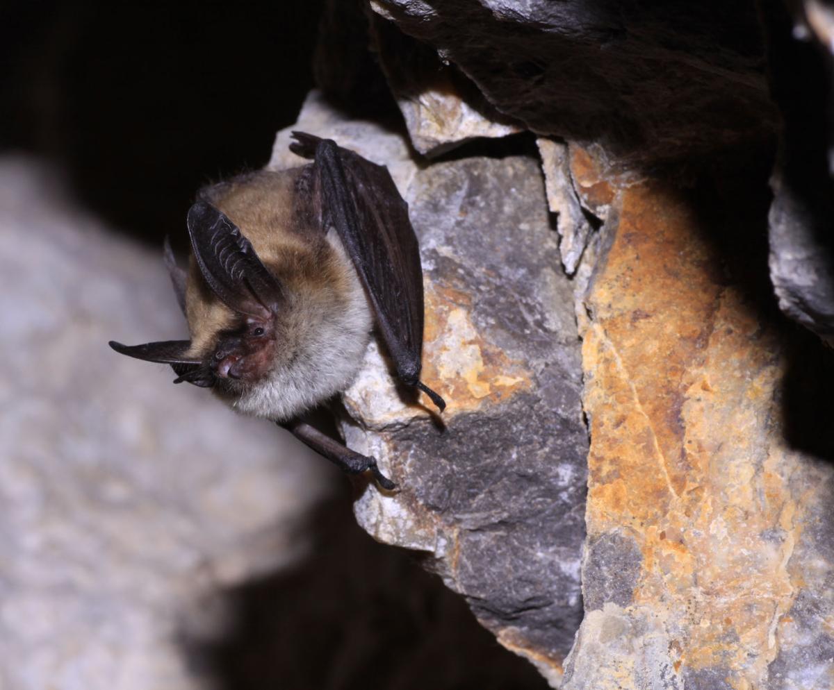 8 treated after bat exposures