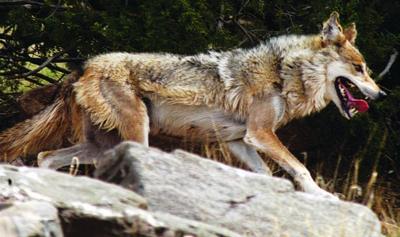 Hunt Still On For Wolves 99 Wolves Bagged Local