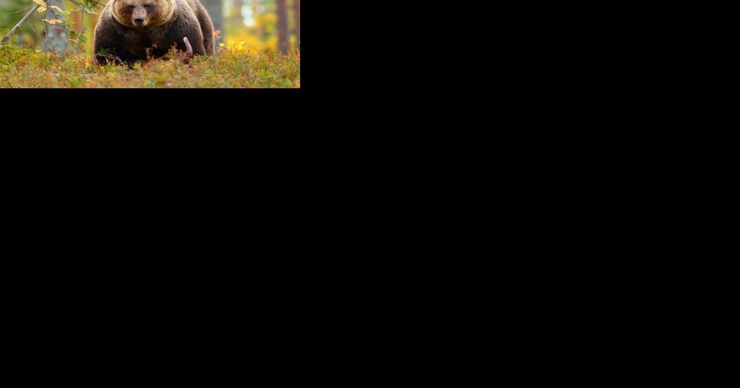 Bitterroot grizzly transplant plan appeals dismissed - Vimarsana News