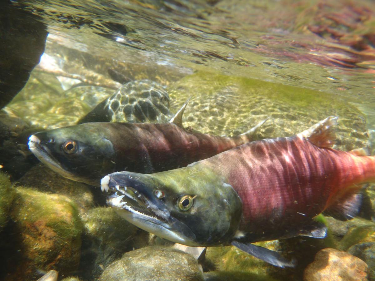 Kokanee salmon