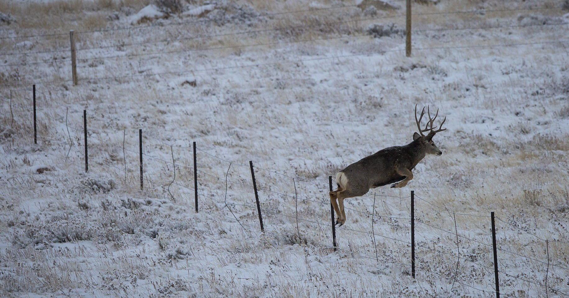 USDA expands big game migration conservation program - Vimarsana News