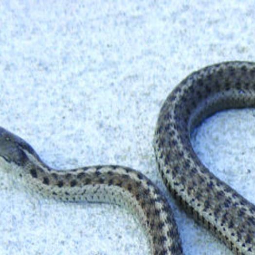 How Do You Get Rid Of Garter Snakes : You can go a much cheaper route and use mothballs, as this is the main component in them.