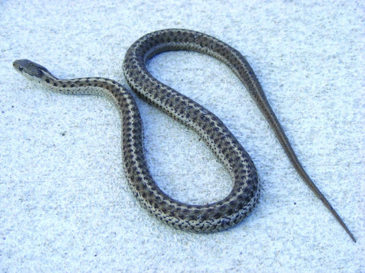 Garter Snakes Play Part In Circle Of Life Outdoors Mtstandard Com