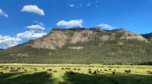 Incorporating indigenous knowledge in Yellowstone comes with hurdles