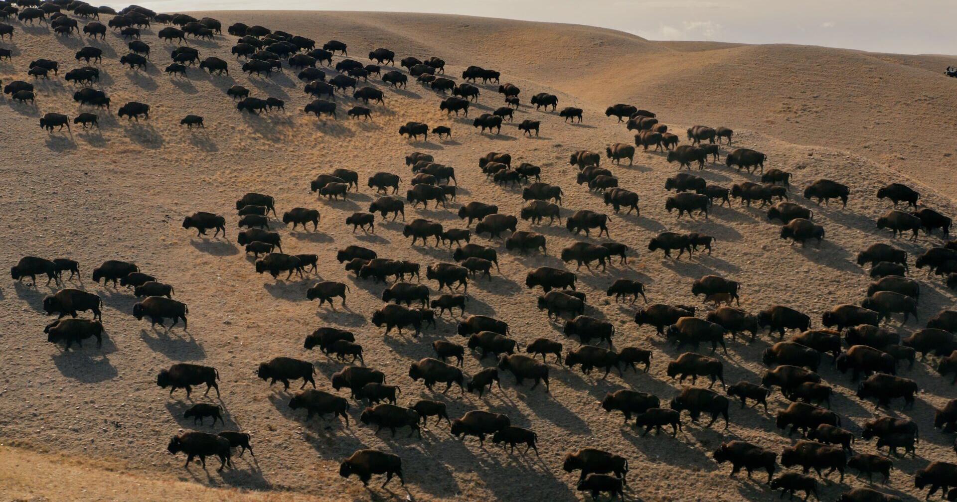 Narrated by Lily Gladstone, Blackfeet bison film to premiere - Vimarsana News