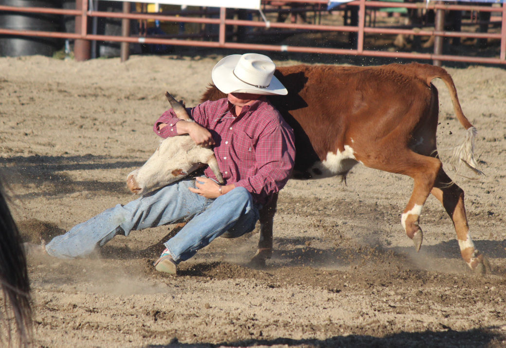 Animal kingdom Bulls and broncs steal show at NRA Rodeo Local Sports