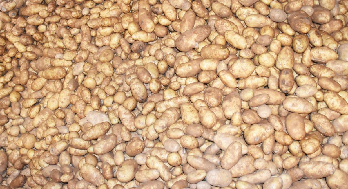 Bausch Potato harvests spuds in the fall