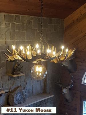 11 Yukon Moose.jpg