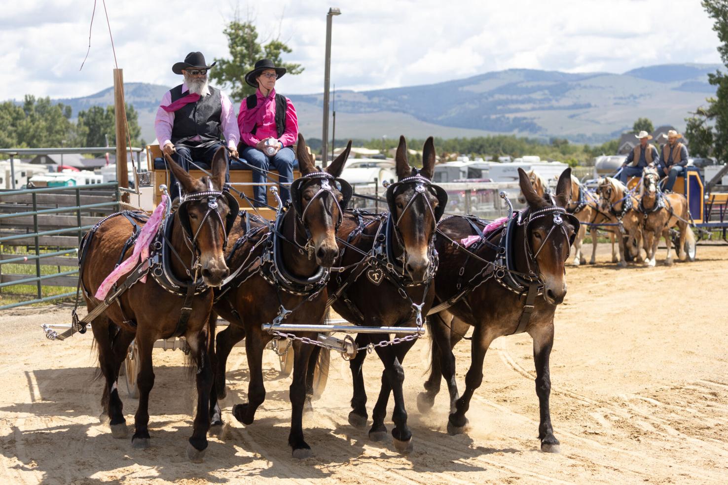 Draft Horse Expo takes over Deer Lodge