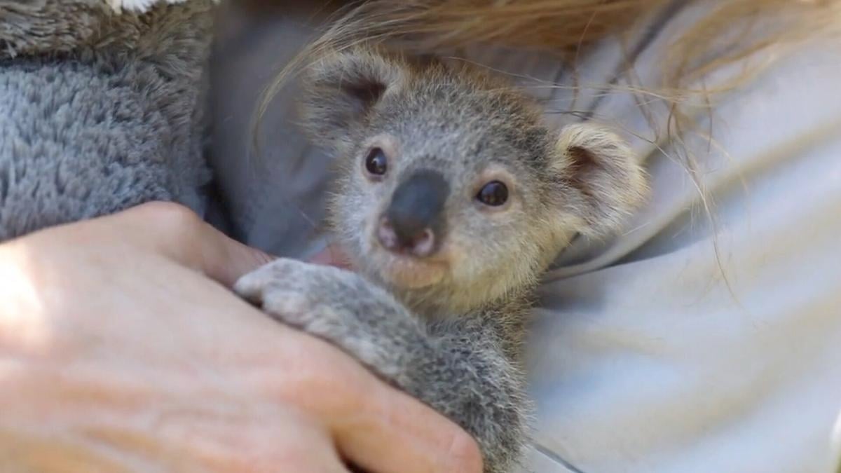 This Baby Koala Is Being Hand Raised By Humans National News Mtstandard Com