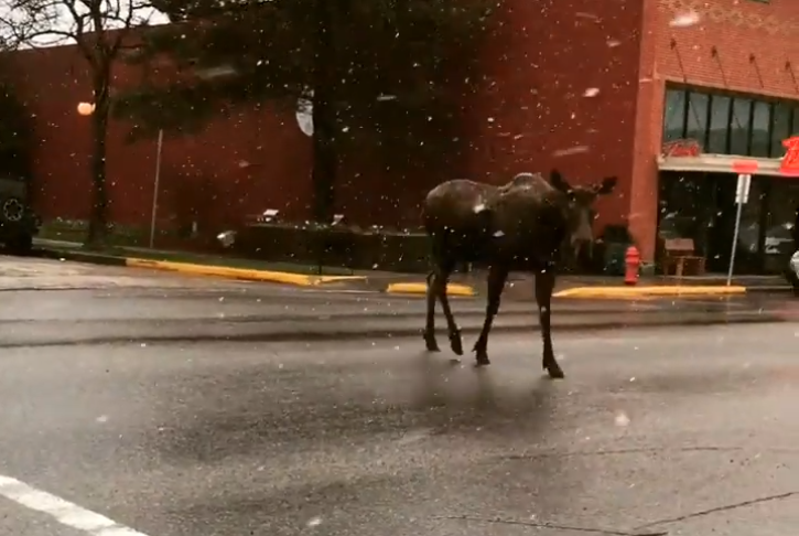 Broadway Avenue: Red Lodge, Montana