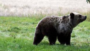 grizzly bear