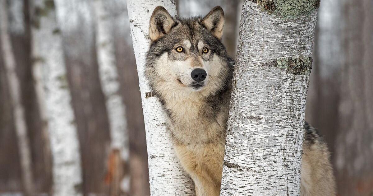 Want to speak wolf? Montana researcher using recordings to understand their language