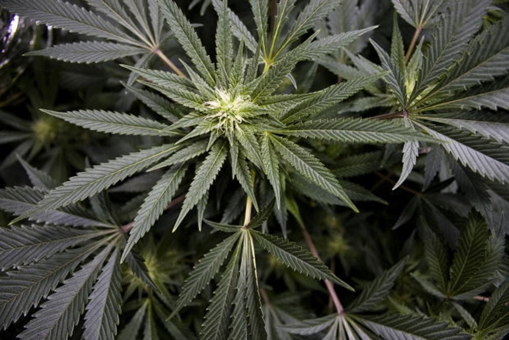 marijuana plant