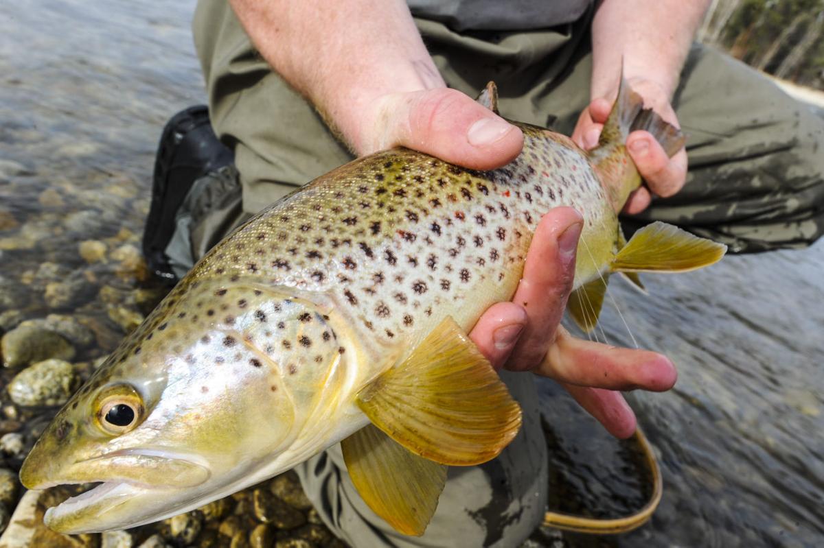 Brown trout