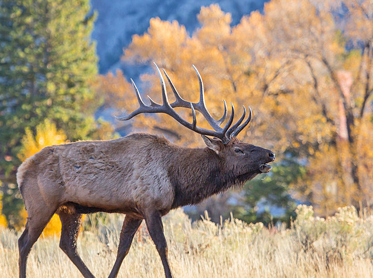 Fall in Yellowstone is prime time to see, photograph bull elk in rut