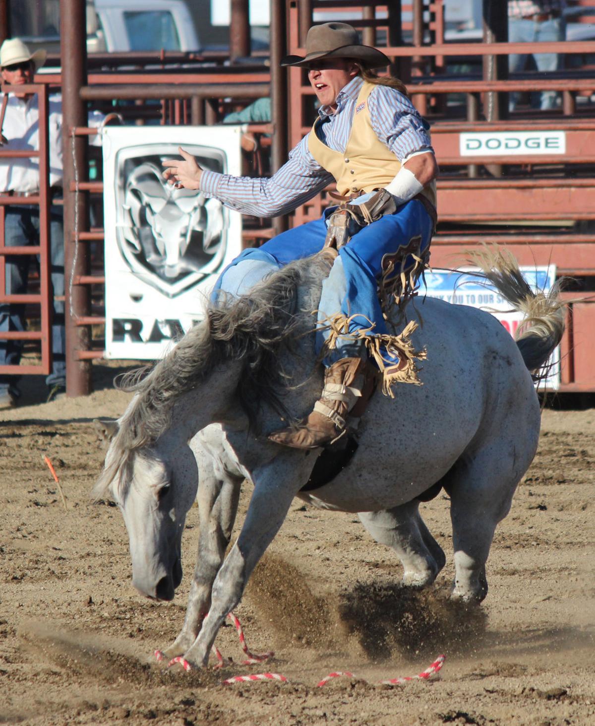 Animal kingdom Bulls and broncs steal show at NRA Rodeo Local Sports