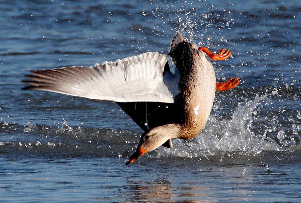 Ducks