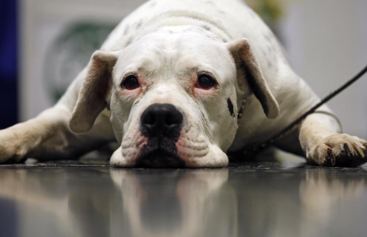 The 25 Best Dog Breeds Data And Statistics News Mtstandard Com