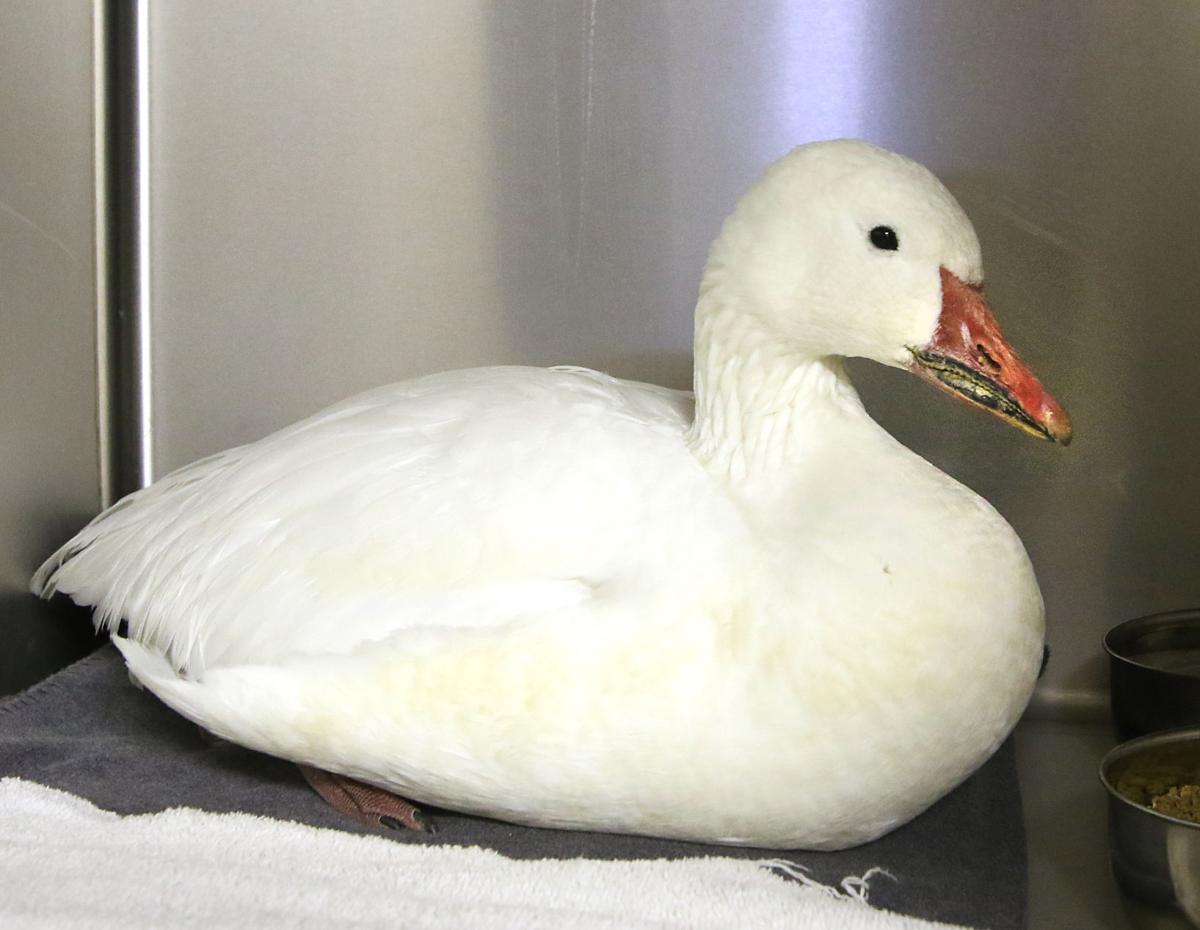Snow Goose