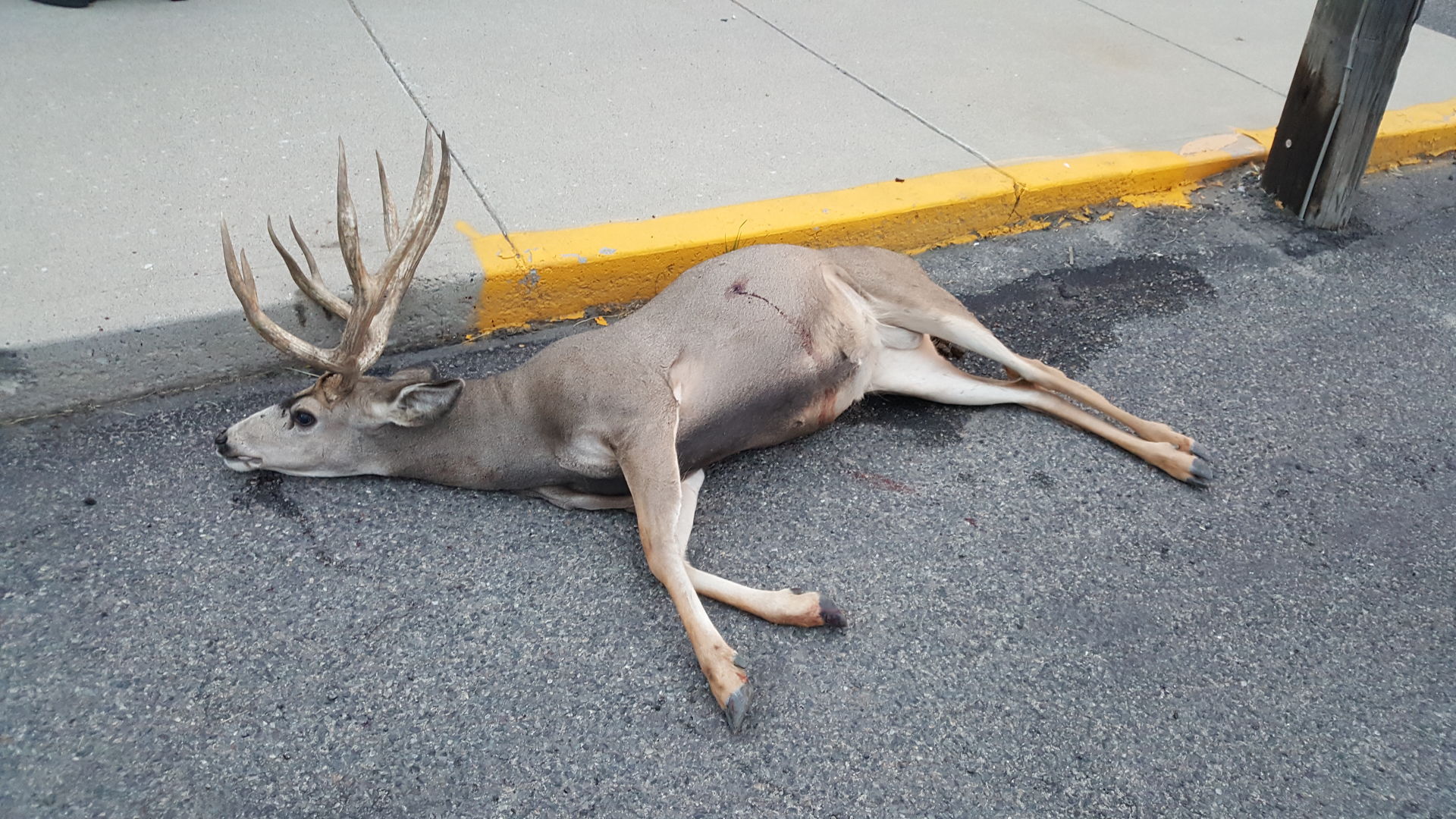 Do You Know Who Did This? Buck Deer Shot, Killed In Uptown Butte Area