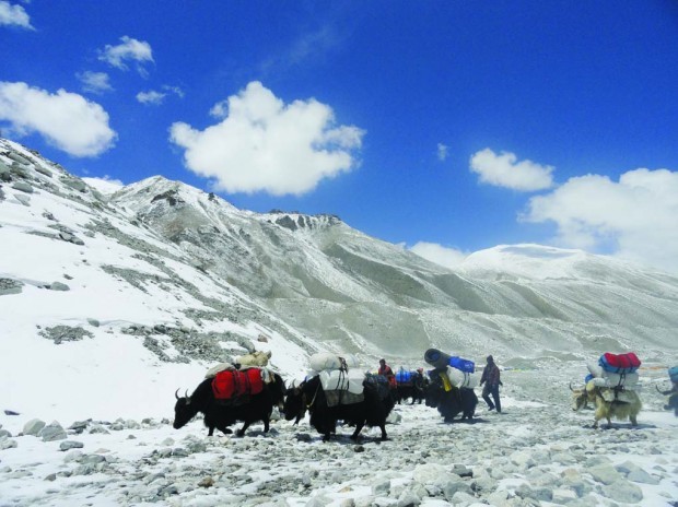 yaks 