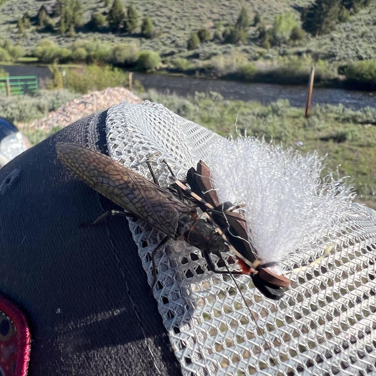 The Salmonfly in Montana: The Five Truths About the Hatch