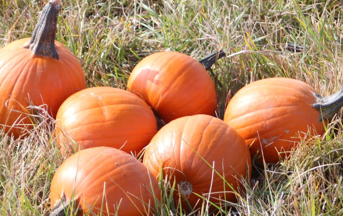 Pumpkin stock art
