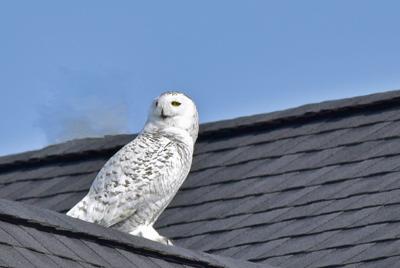 Montana Birding Erratic Occurrence Of Snowy Owls In Montana