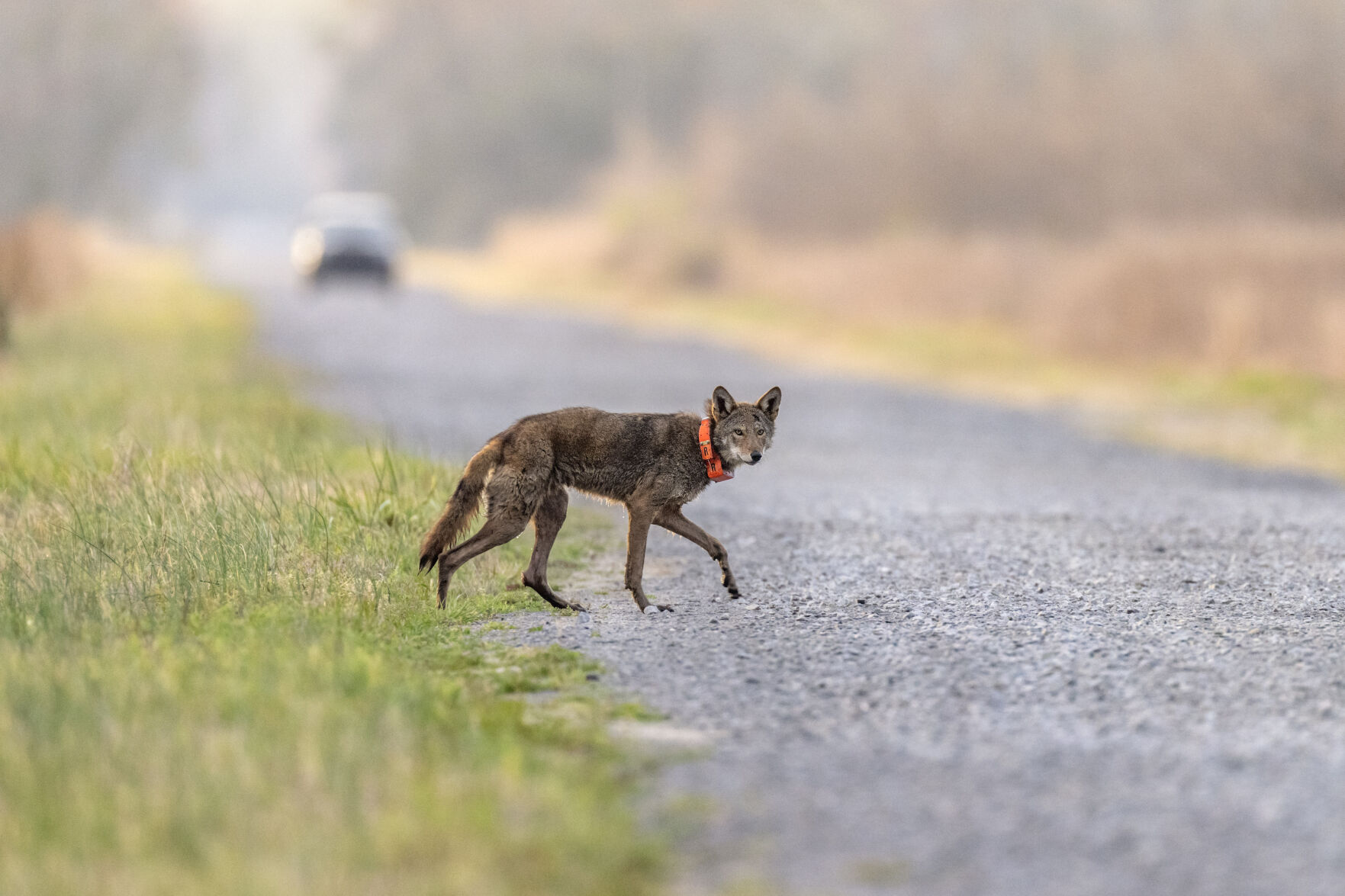 US releases $328M recovery plan for endangered red wolf