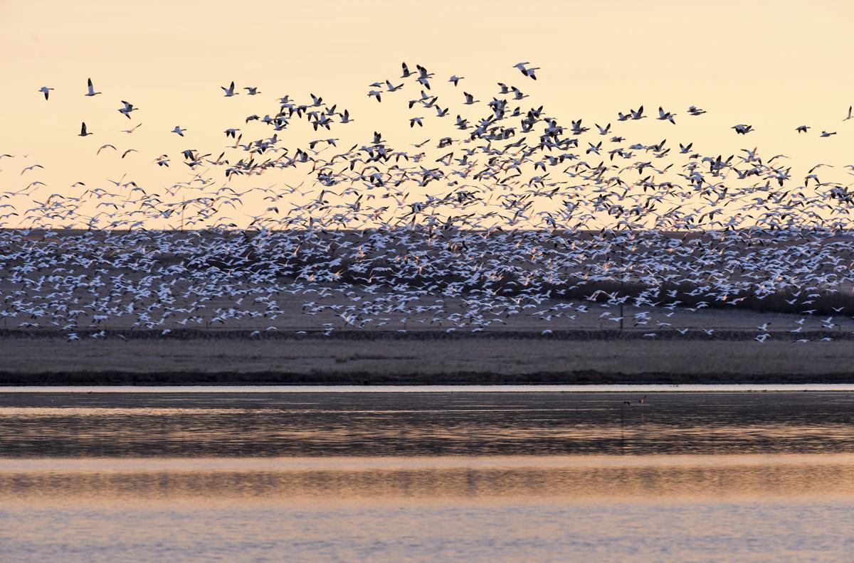 witness migrating geese at freezout lake