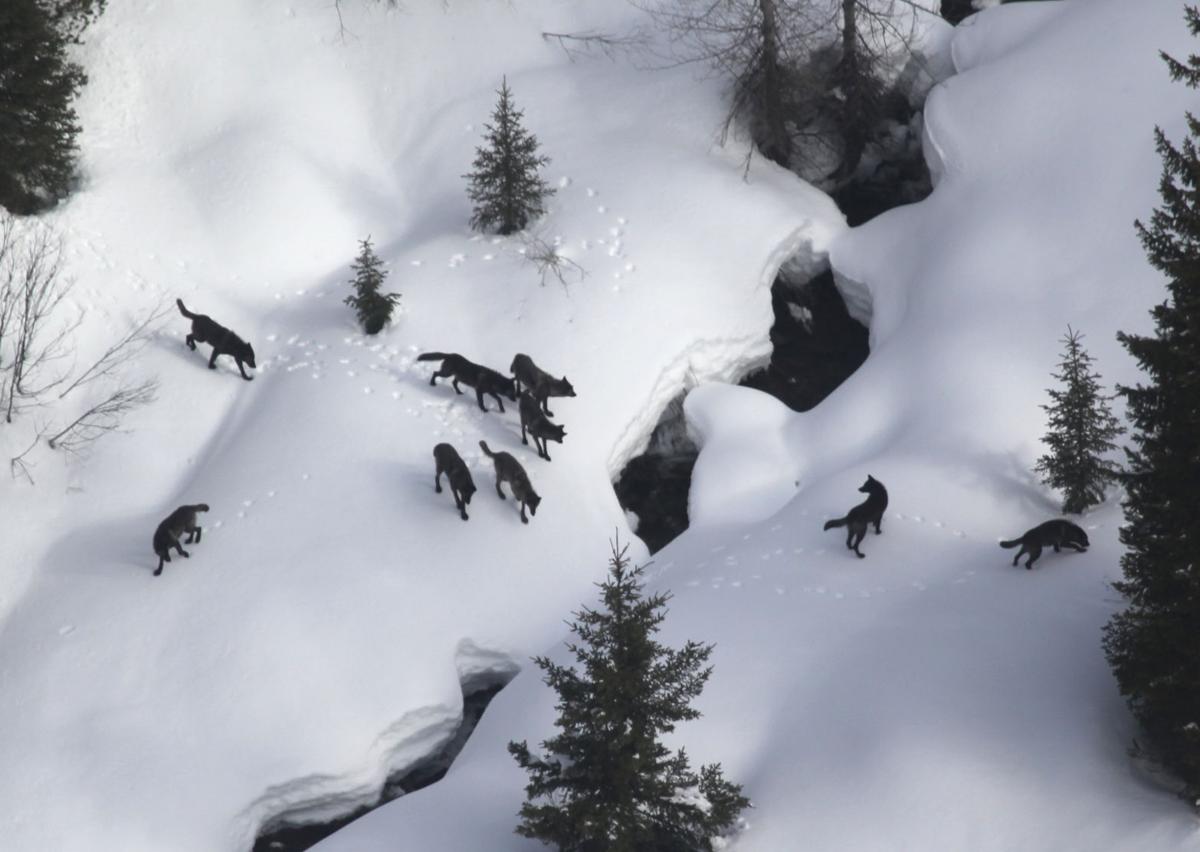 Cache Creek Wolves