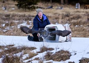Great gray owl rescued from vault toilet near Georgetown Lake